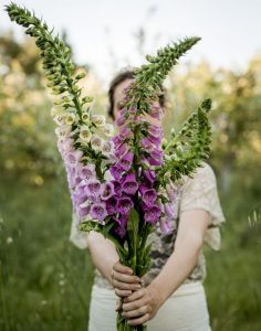 Foxglove blooms