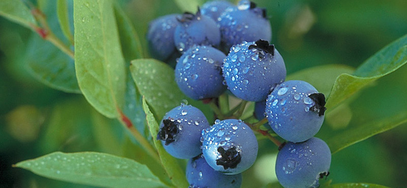 Wild Blueberries: Small But Fierce - Better Is the New Perfect