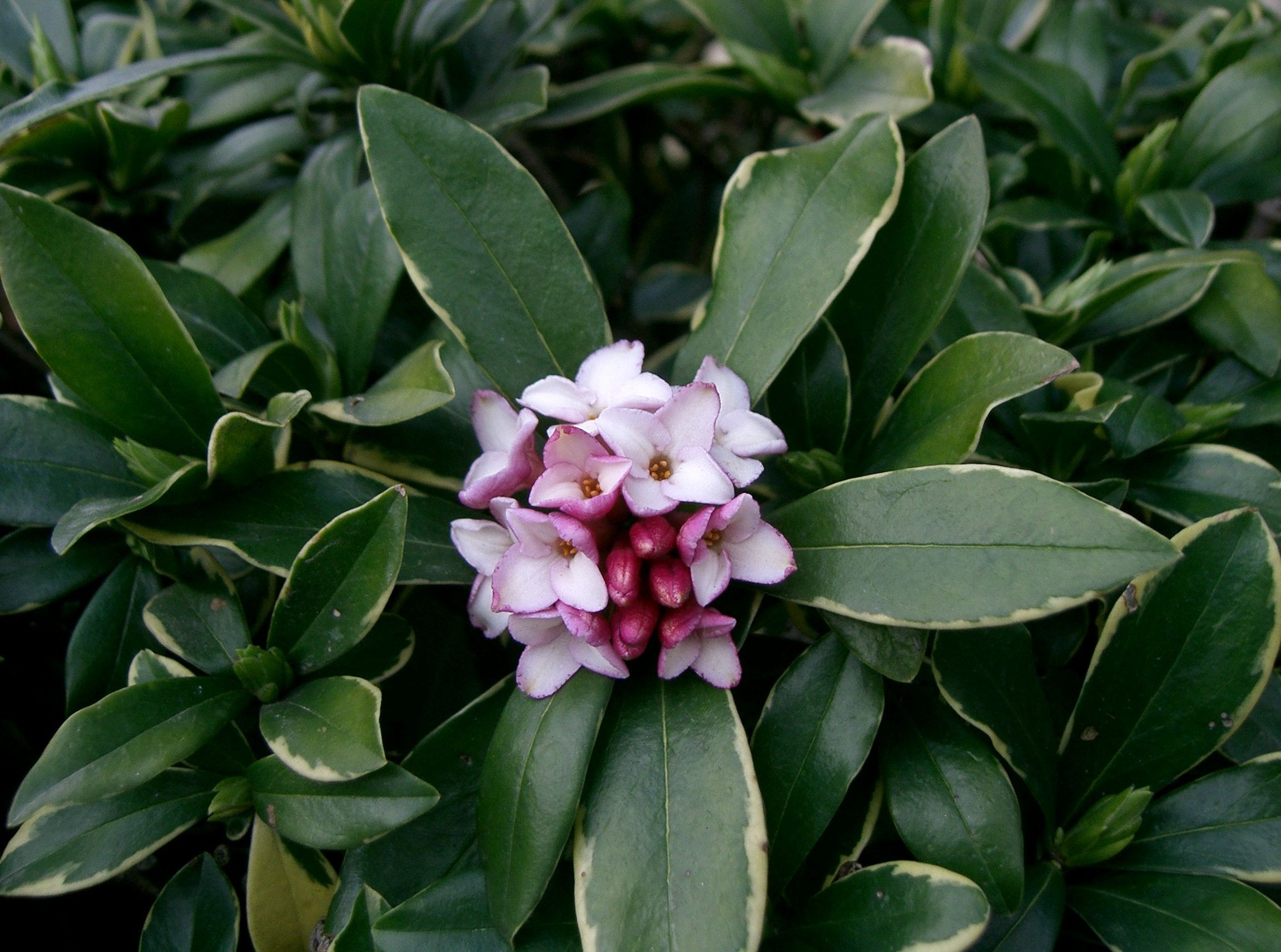 daphne winter flowers