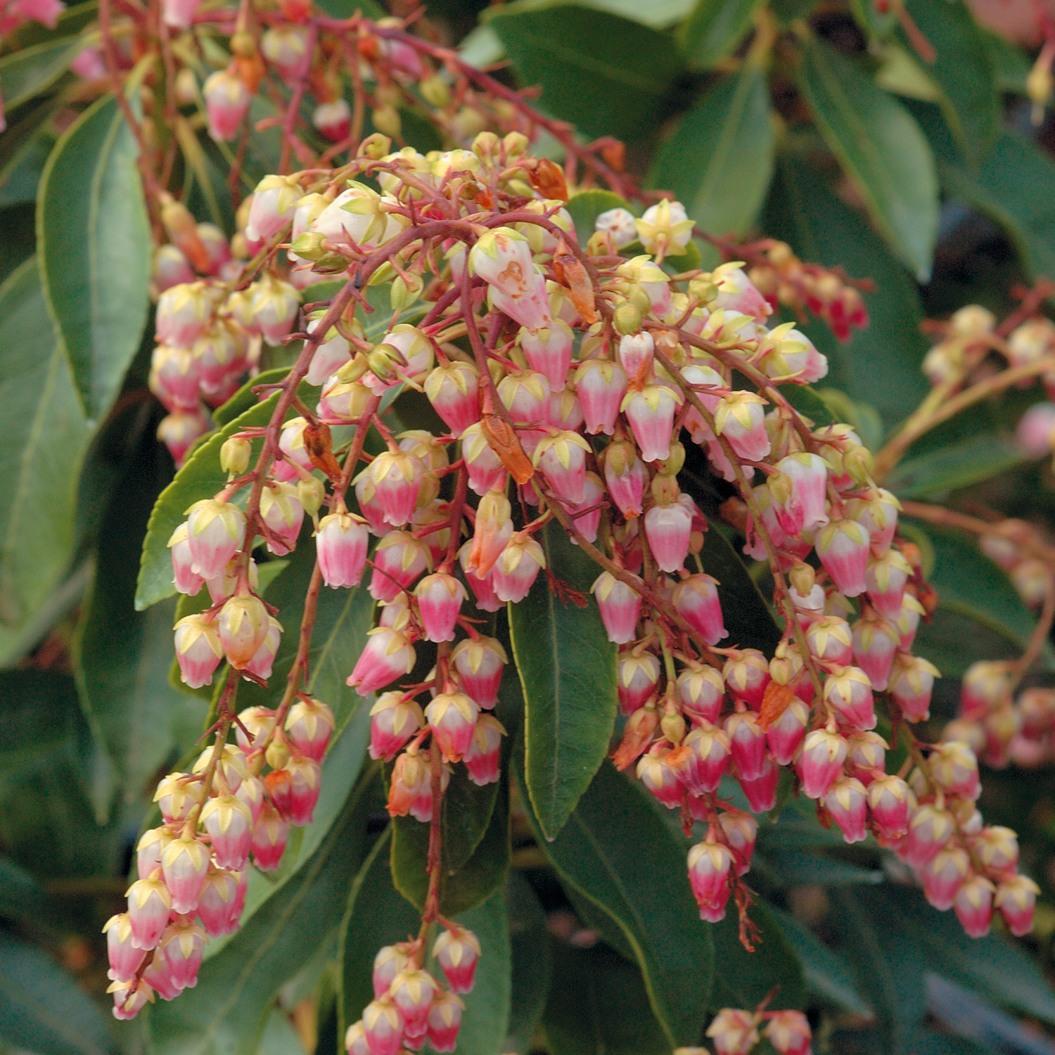 pieris japonica winter flowers