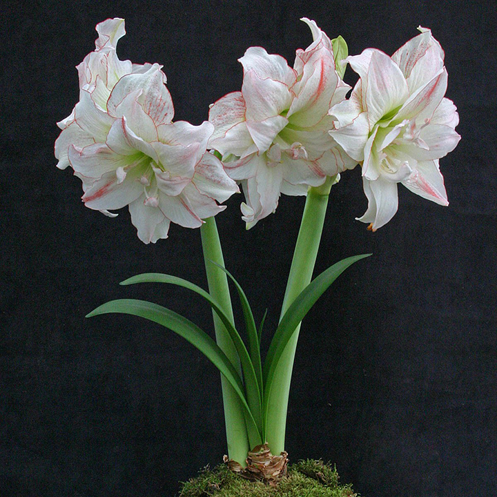 Winter flowers favorites: Amaryllis, Pieris japonica (aka