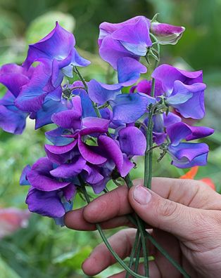 purple sweet peas