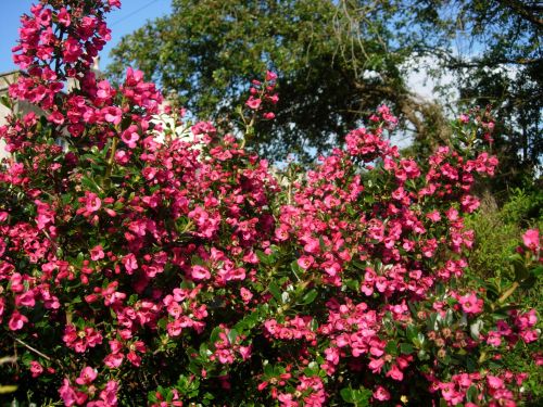 Bee-friendly flowers