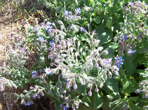 Bee-friendly flowers