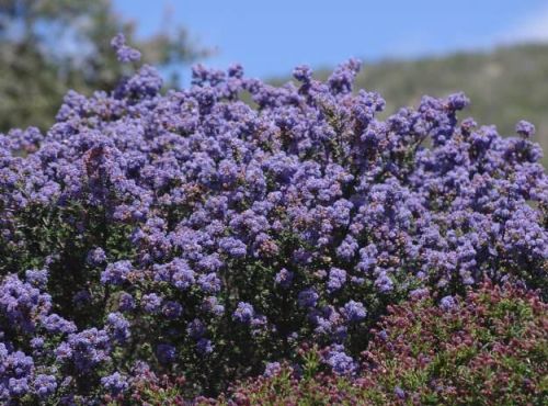 Bee-friendly flowers