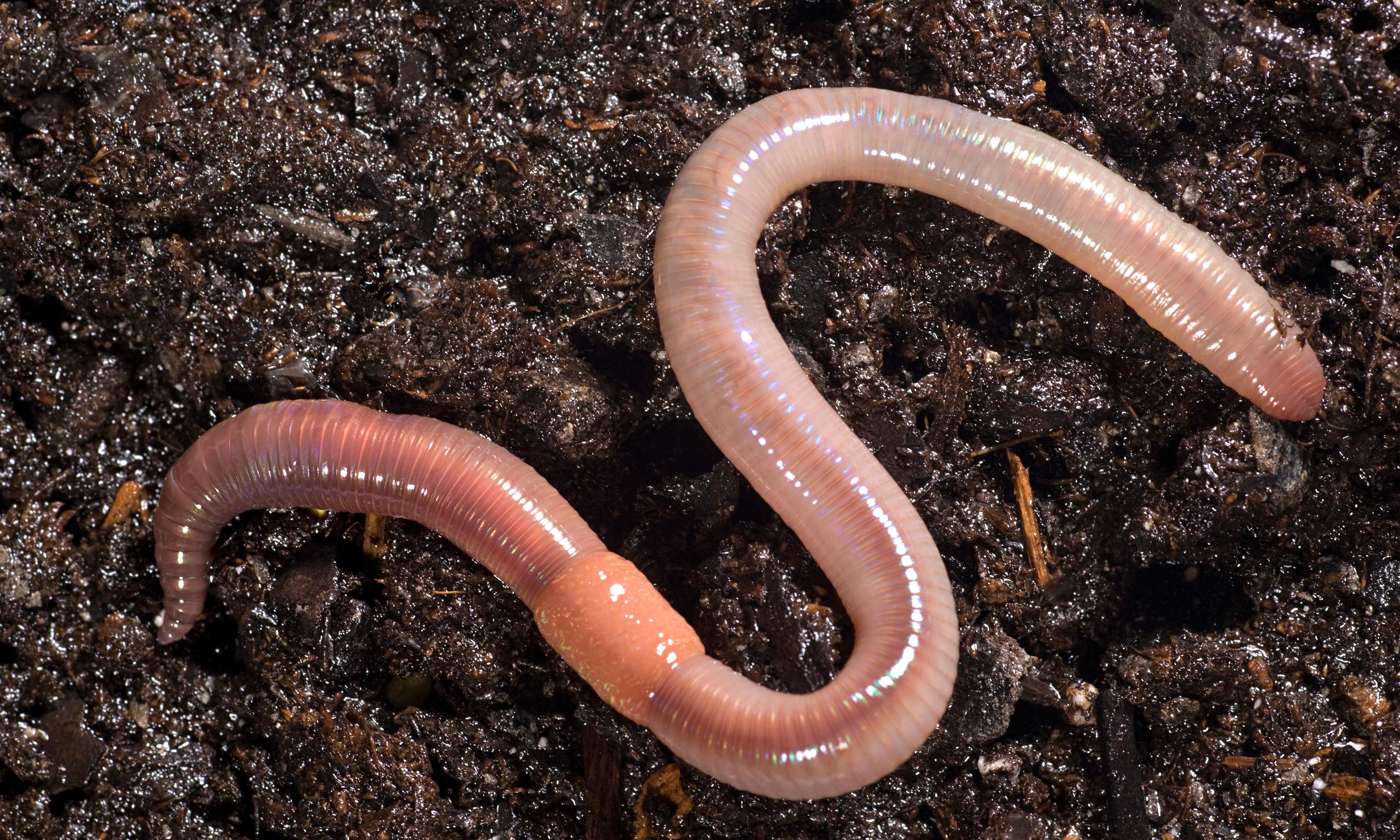 By Digesting Soil Earthworms