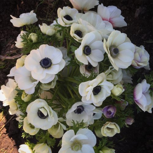 Anemones