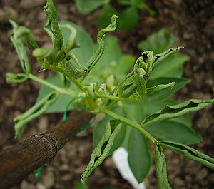 Herbicides contaminated bean