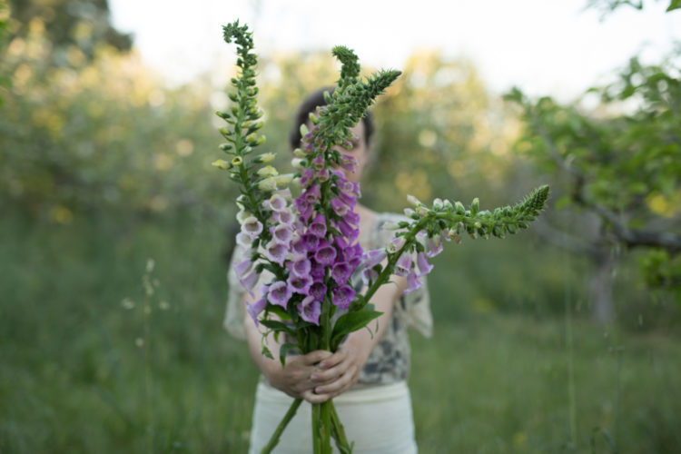 Foxglove