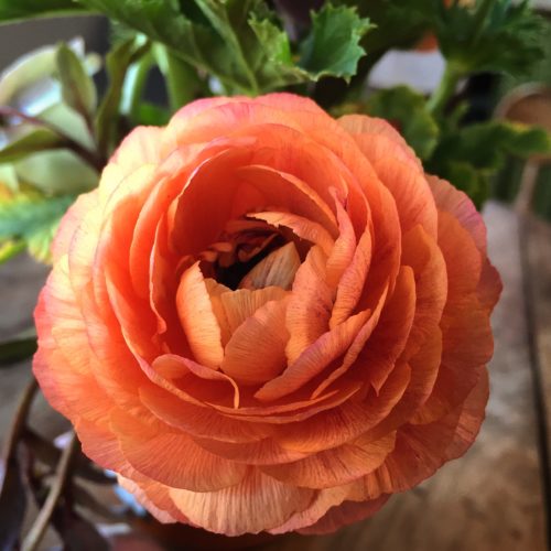 Ranunculus