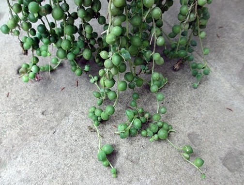 succulent-string-of-pearls