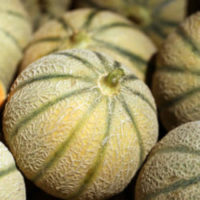 Growing Melons
