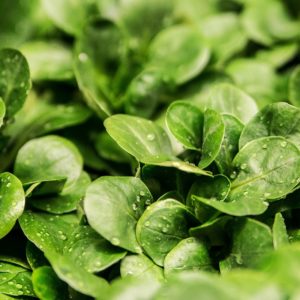 watering lettuce