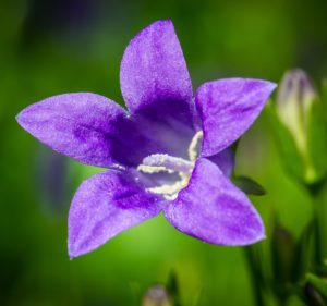 Biennial Flowers