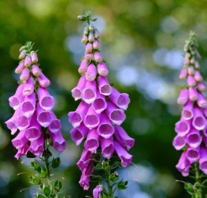 biennial flowers