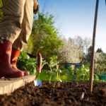 Gardener Planting in Vegetable Garden