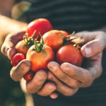 hands_tomatoes