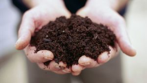 composting in the fall