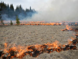 controlled burn