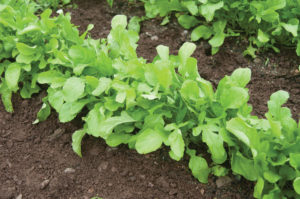 arugula