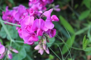 sweet peas