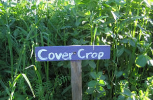 cover crops